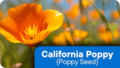 California Poppy ingredient in Nerve Fresh supplement