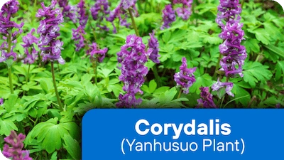 Corydalis Yanhusuo ingredient in Nerve Fresh supplement