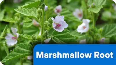 Marshmallow Root ingredient in Nerve Fresh supplement