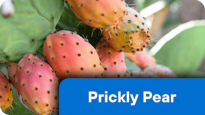Prickly Pear ingredient in Nerve Fresh supplement